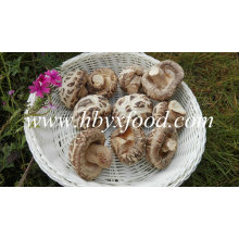 Dried Vegetable Without Stem (white flower mushroom)